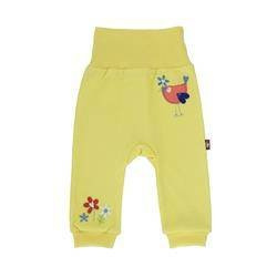 Półśpiochy bananowe ptak i kwiaty